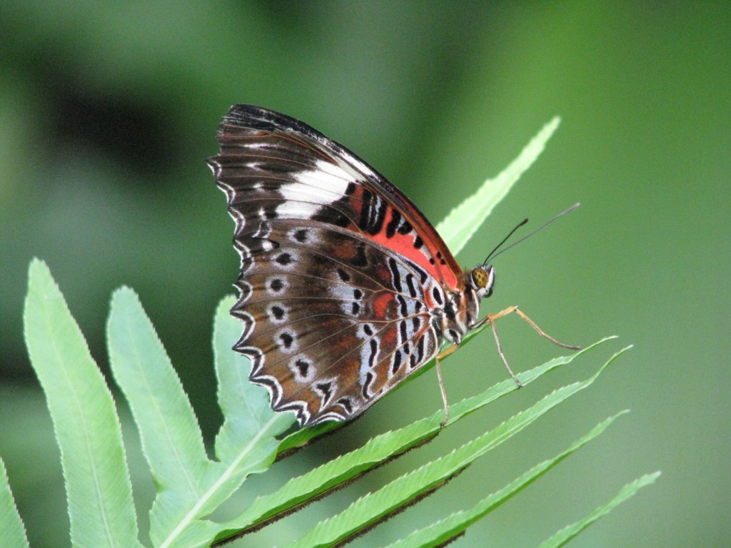 The Australian butterfly sanctuary.