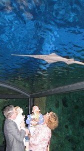 Meeting an amazing smalltooth sawfish at the Sydney Sea Life Aquarium