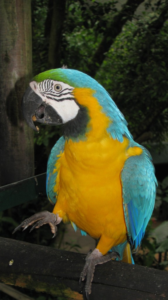 An Amazonian Macaw at Birdworld in Kuranda