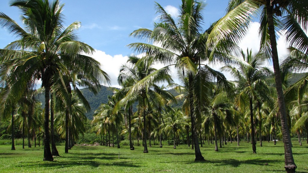 The palm grove at Thala Beach Lodge