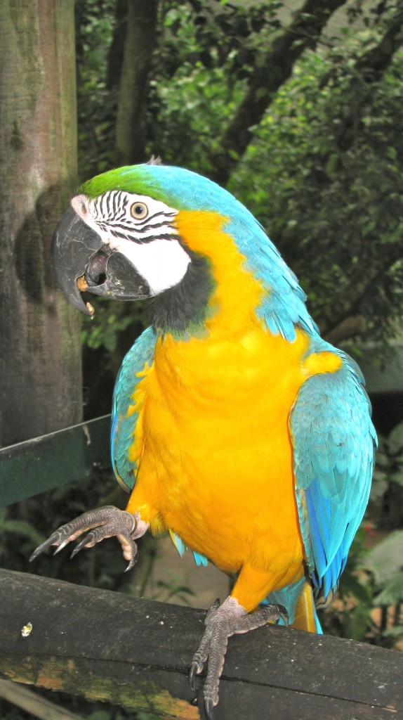 A Macaw at Birdworld Kuranda