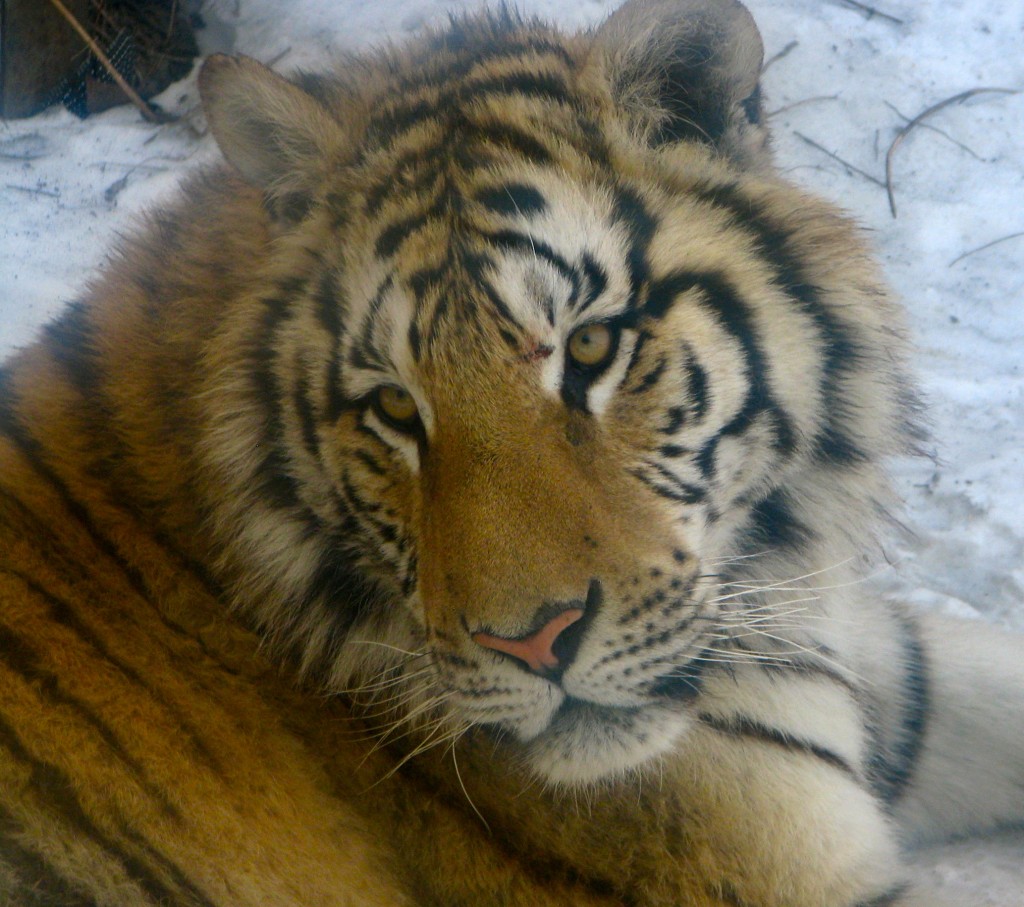 A tiger at Siberia Tiger Park Harbin