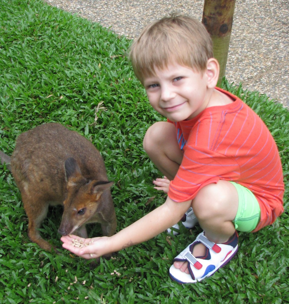 Feeding a wallaby at Kuranda Koala Gardens 