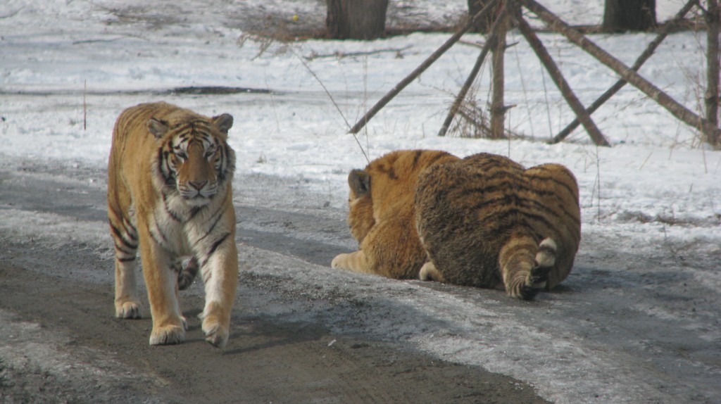 The Siberia Tiger Park Harbin