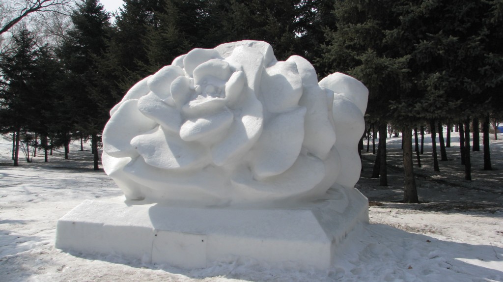 A snow rose.  Sun Island Harbin.  