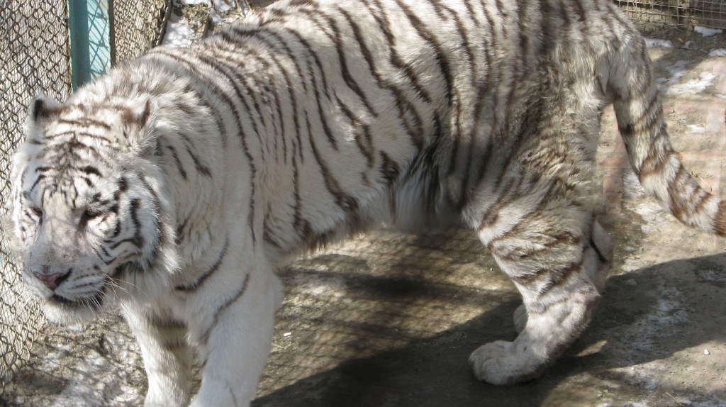 A white tiger at the Siberia Tiger Park in Harbin China