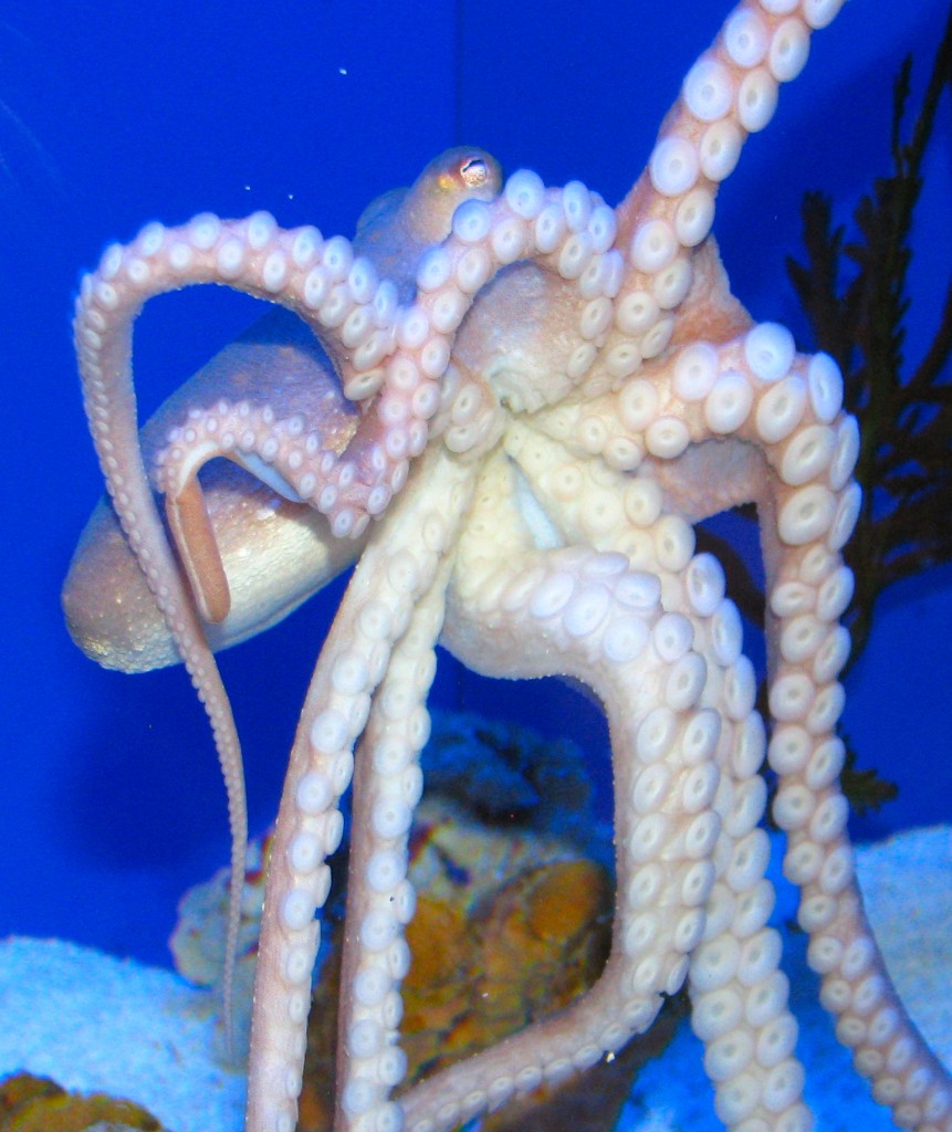 An Octopus at the Shanghai Chang Feng Aquarium