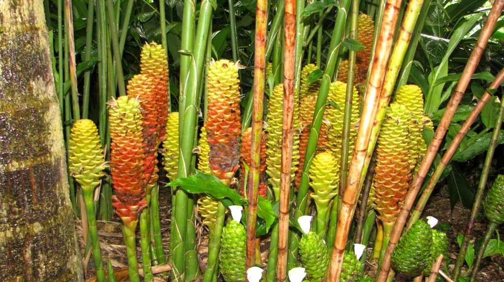 Some of the amazing plant life in the rainforest