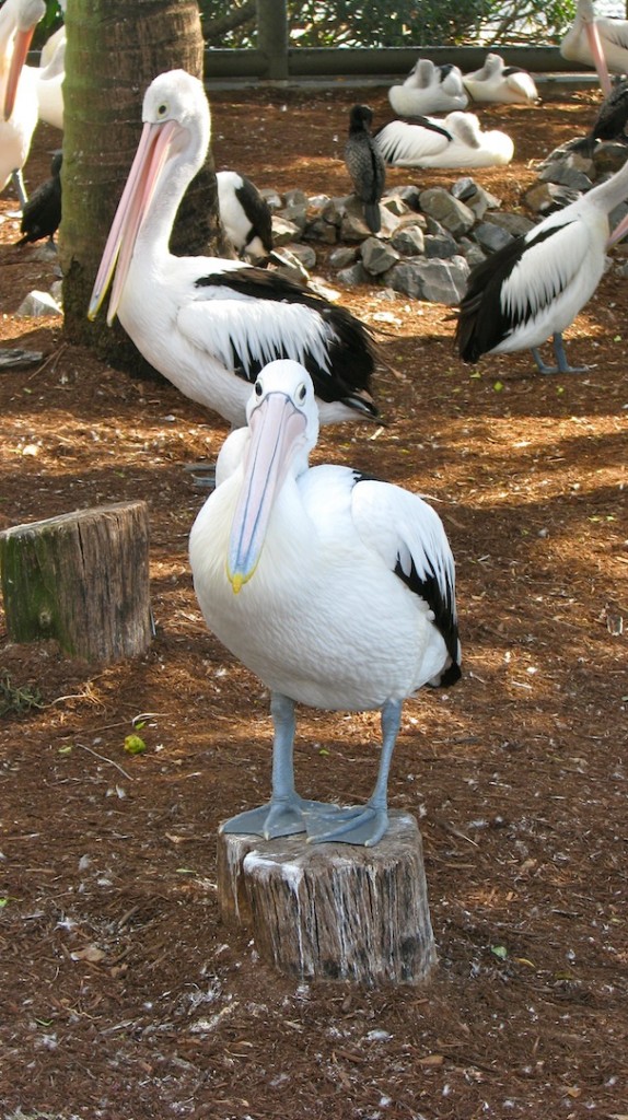 Injured sea birds at Sea World