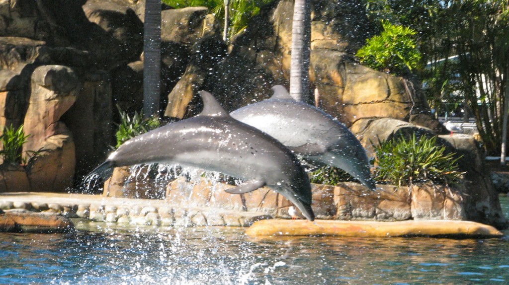 The Dolphin Discovery show at Sea World