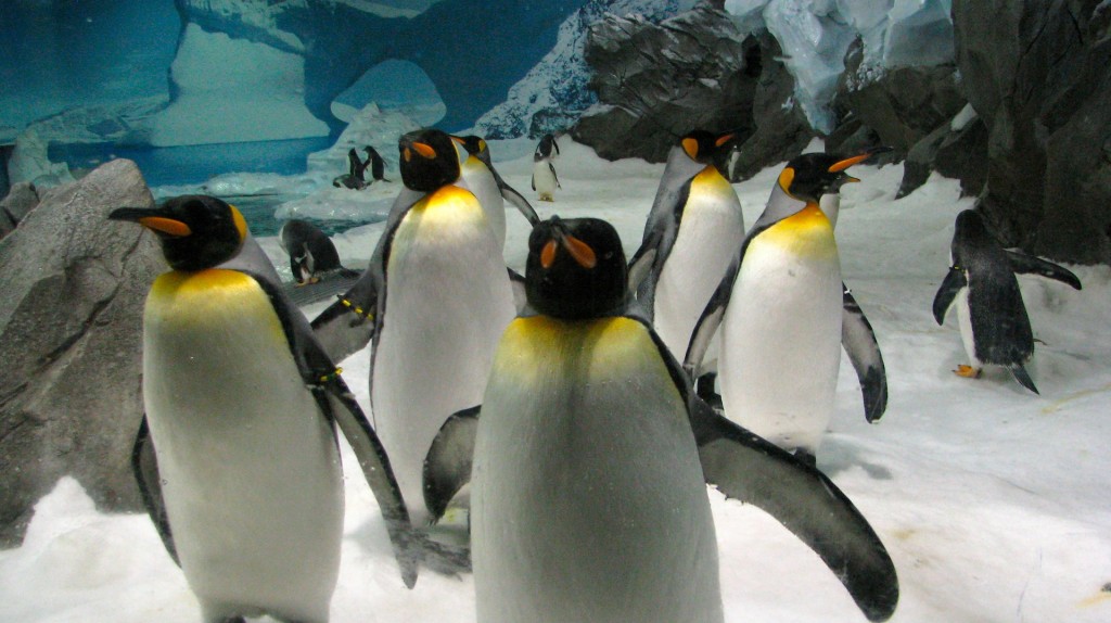 Antarctic Penguins at Sea World 