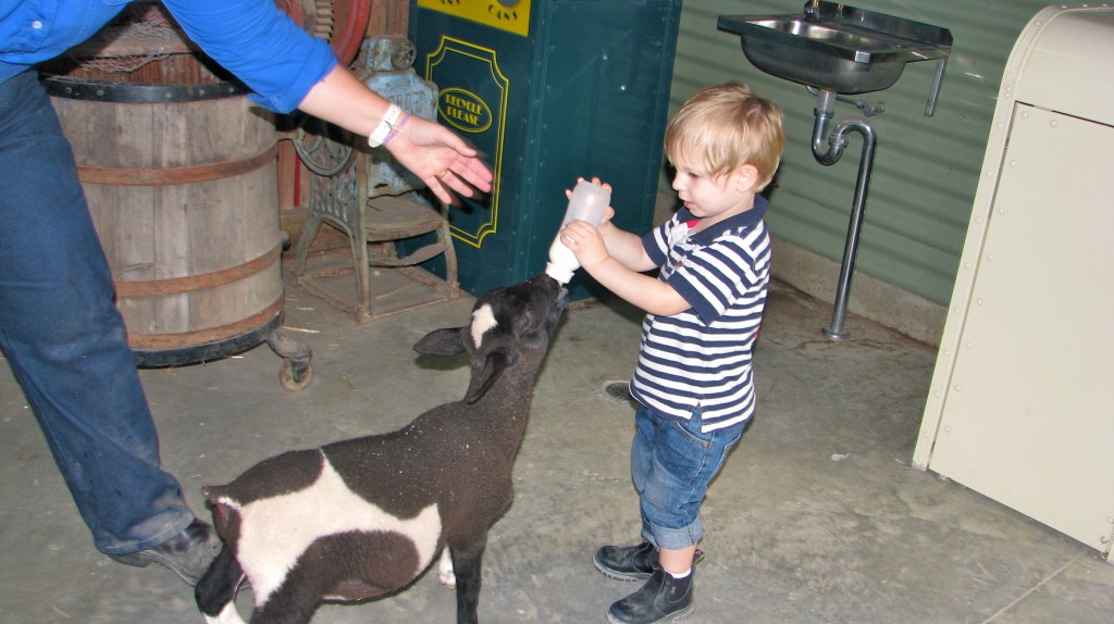 Feeding a lamb - Paradise Country.