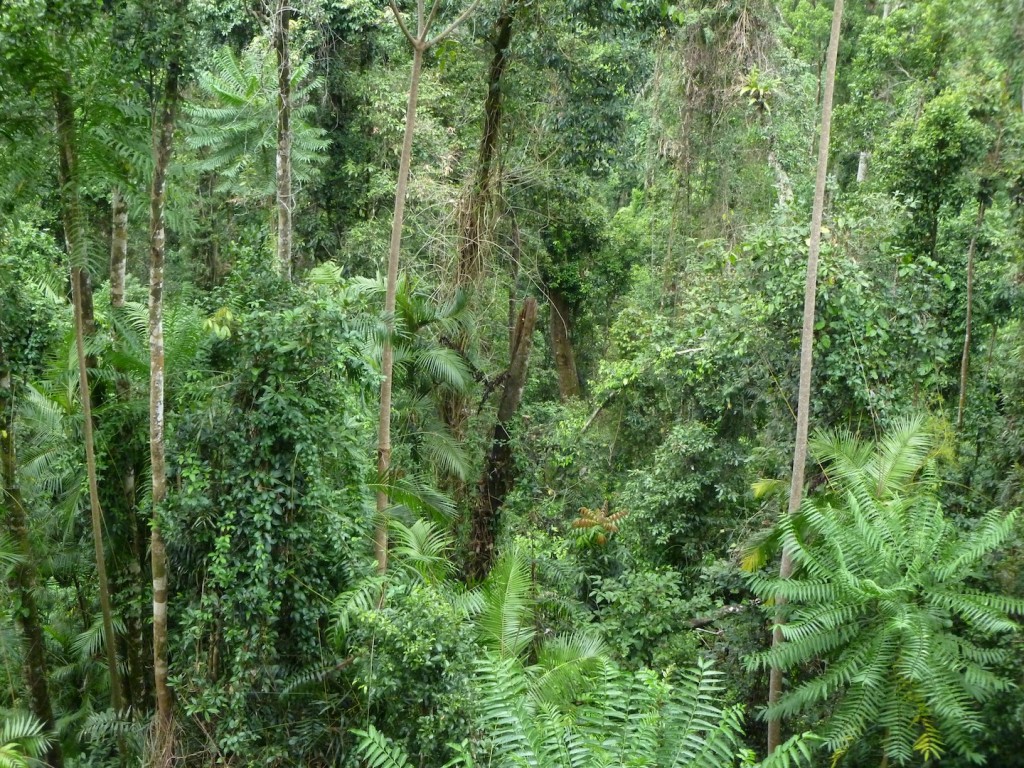 Rainforest canopy