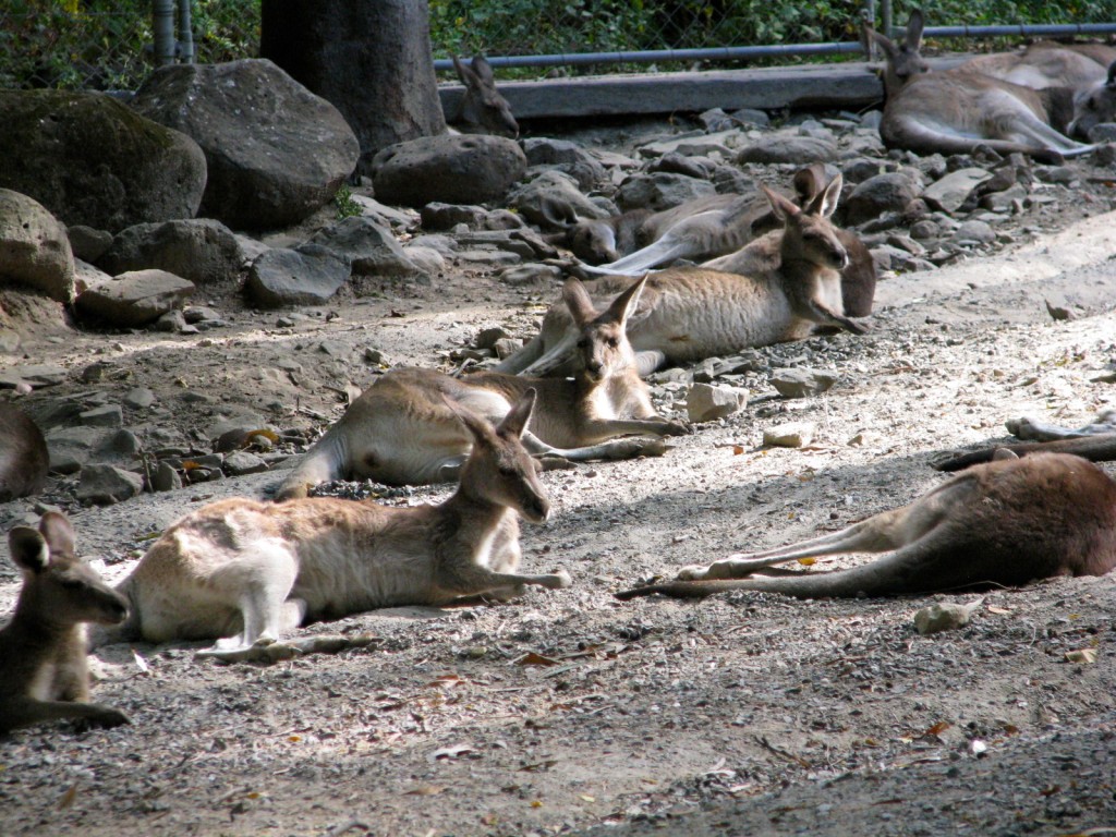 Kangaroos at the Cairns Tropical Zoo