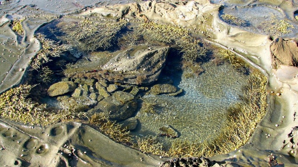 Rock pool at Lorne