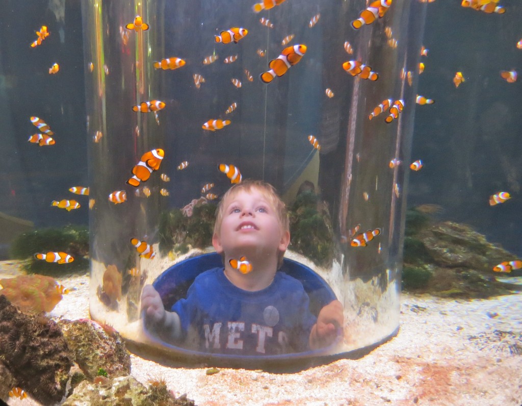 At the Reef HQ Aquarium in Townsville