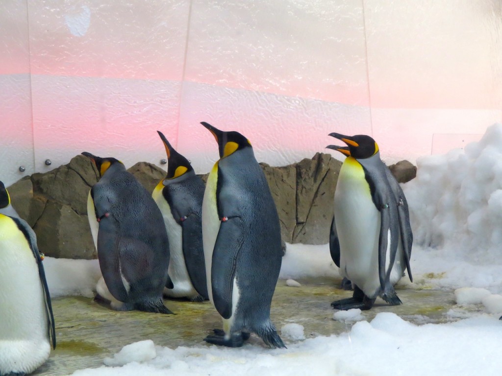 Penguins at the Melbourne Aquarium
