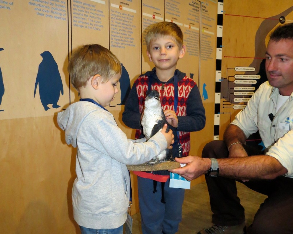 Penguin parade family tour