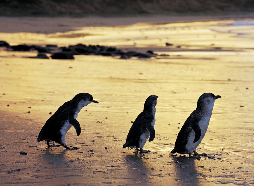 Photo: Phillip Island Nature Parks