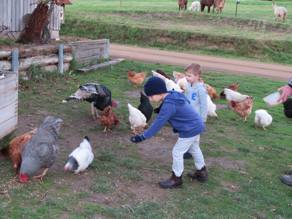 Feeding the chooks Eden farm stay