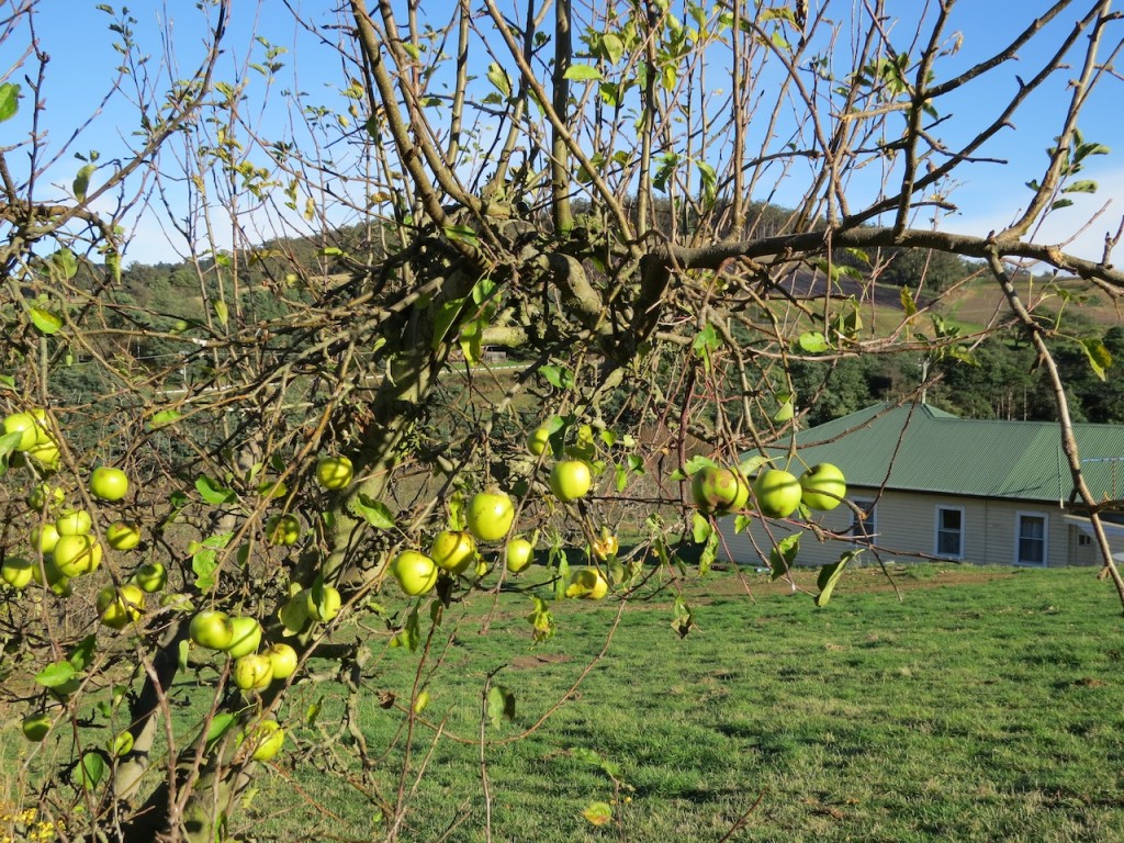 Eden Farmstay Orchard