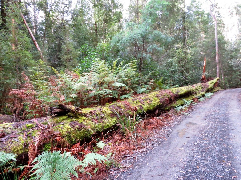 Giant of the forest - Southern Tasmania forests