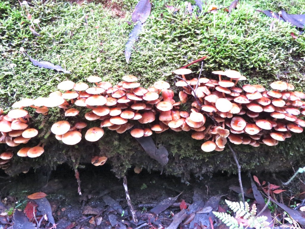 The forest floor - Southern Tasmania Forests