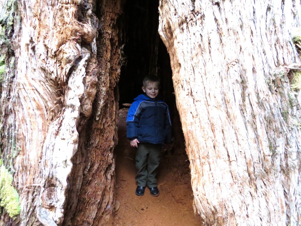 Every kid needs to explore the inside of a tree by the time they are 12.