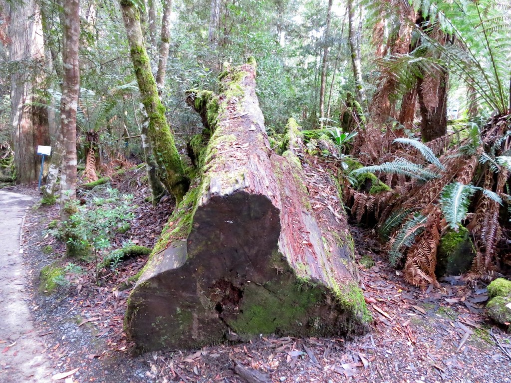 Giant of the forest - Southern Tasmania forests