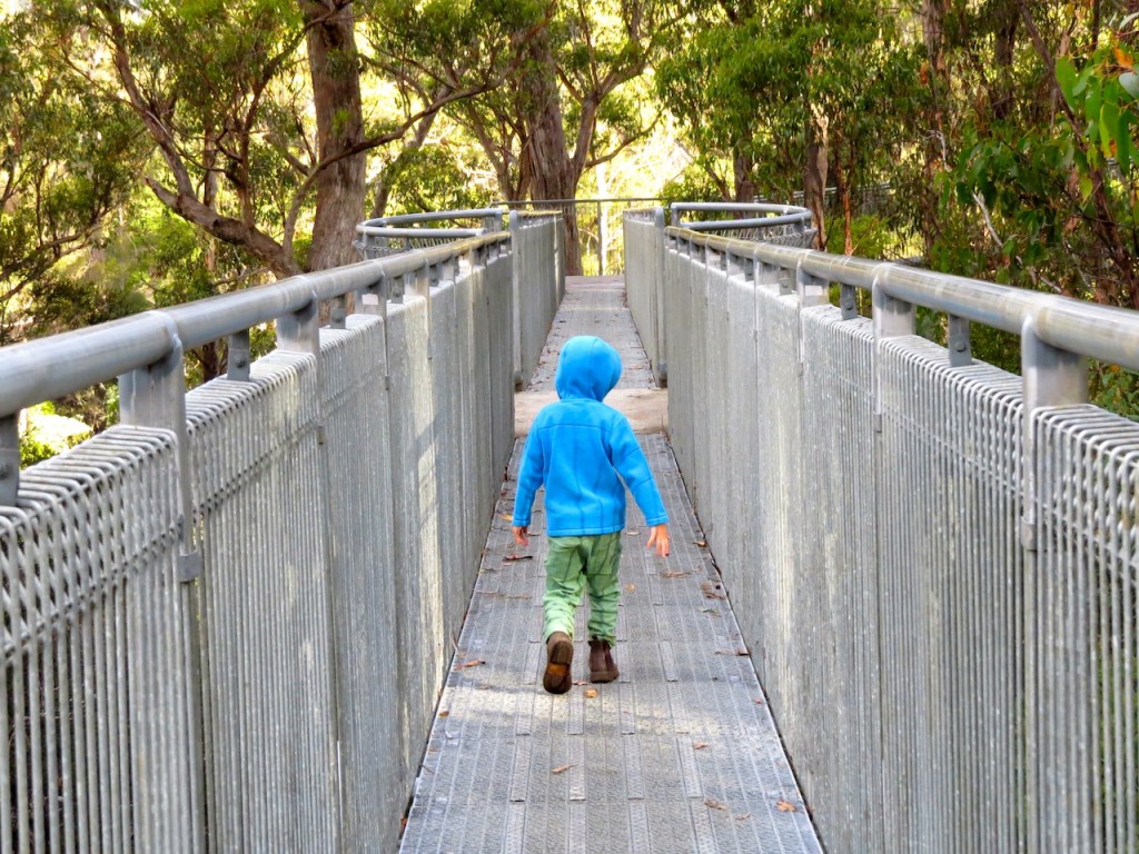 Walking in the Tasmanian canopy. The Tahune Airwalk