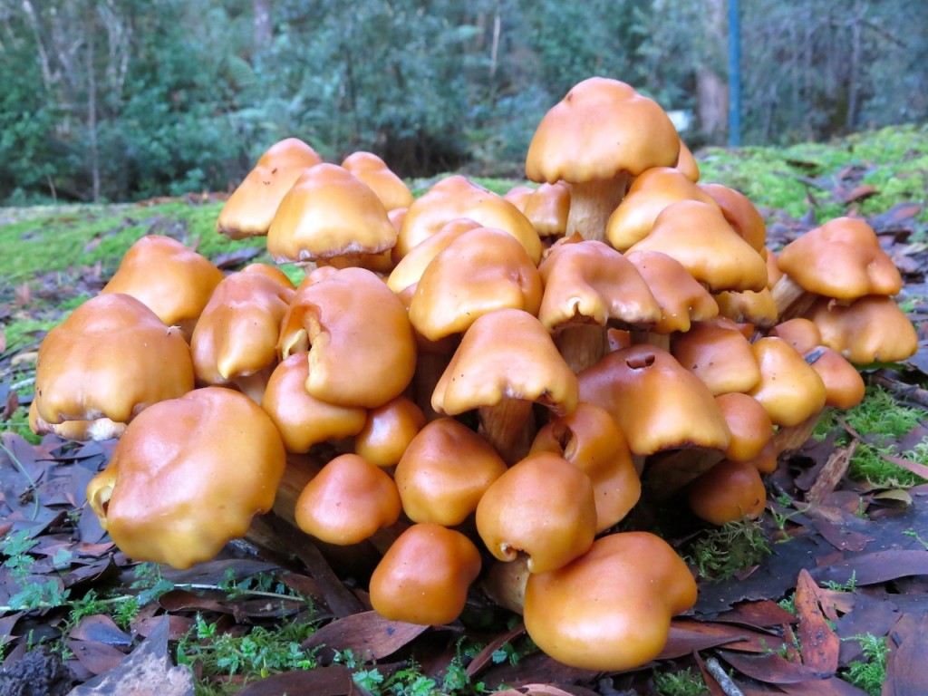 The forest floor - Southern Tasmania Forests
