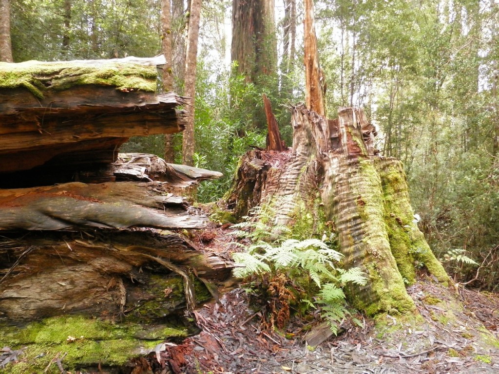 Giant of the forest - Southern Tasmania forests