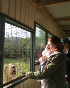 Lion Feeding Zoo Doo Wildlife Park