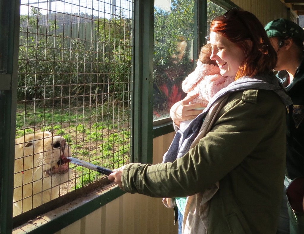 Feeding a lioness at Zoo Doo Wildlife Park