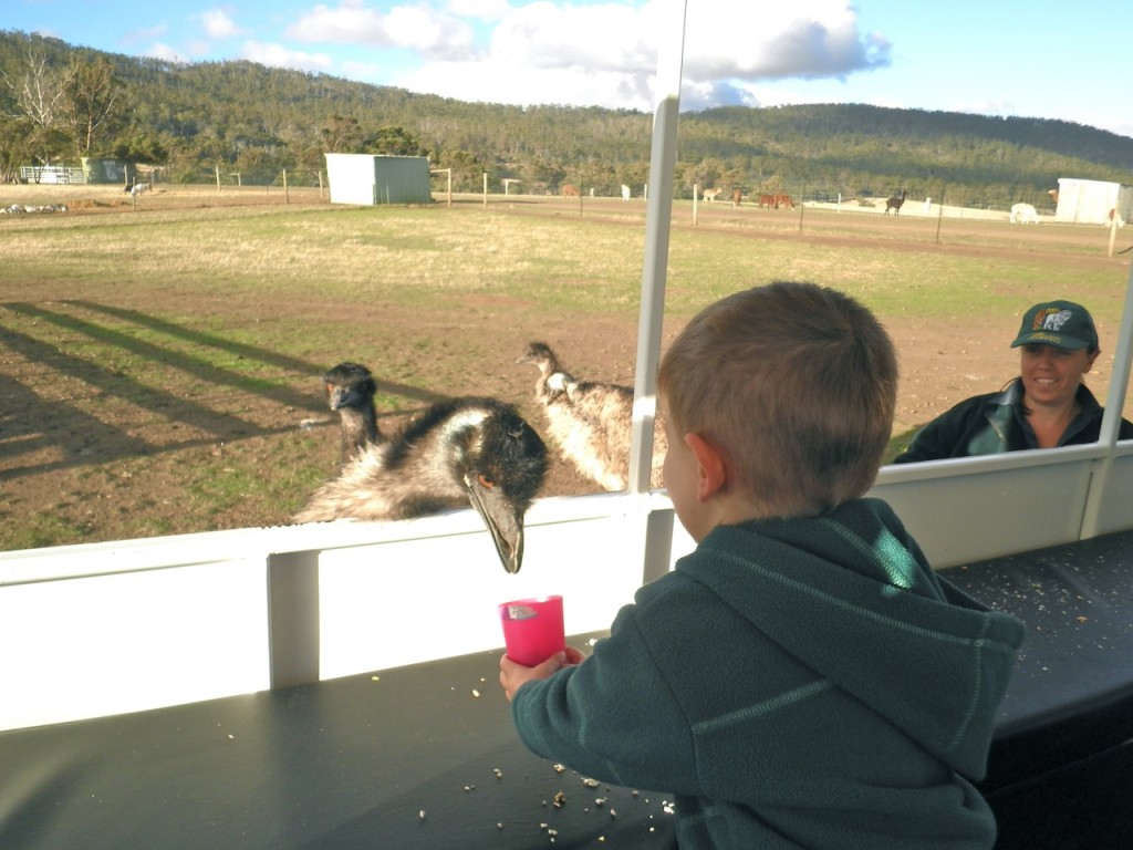 Emu feeding at Zoo Doo Wildlife Park