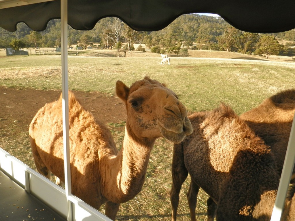 Camel Zoo Doo Wildlife Park