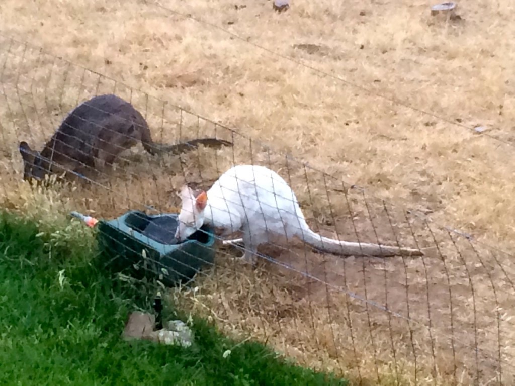 A friendly visitor, Kangaroo Island