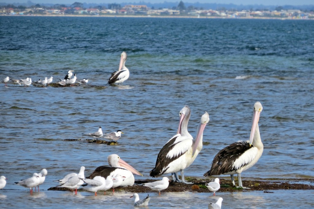 Pelicans at Rickett's Point Marine Sanctuary