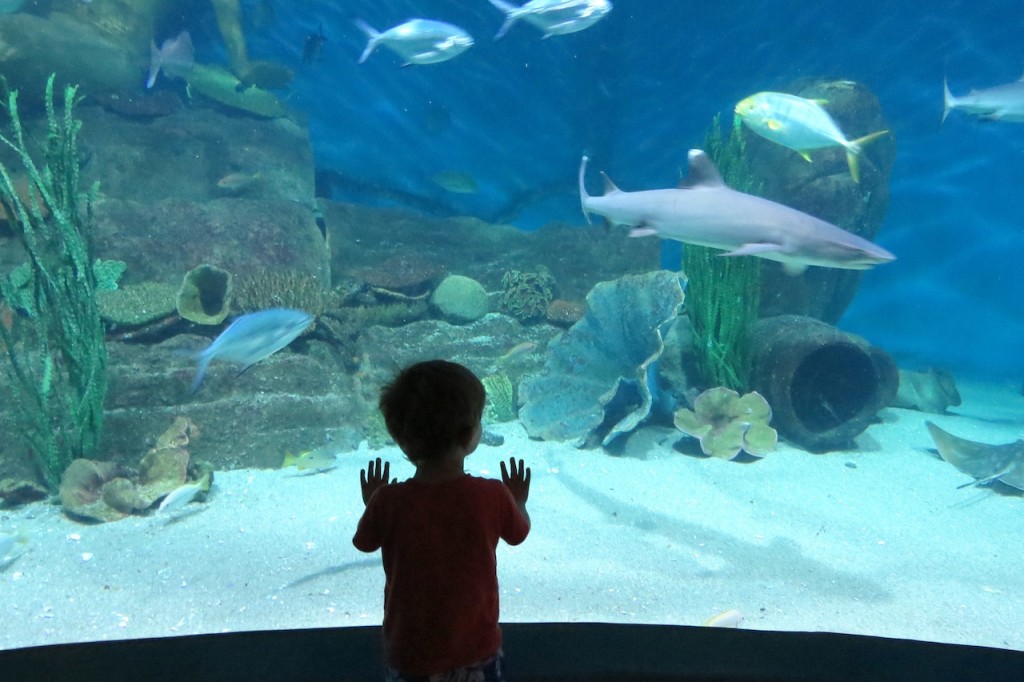 Melbourne Aquarium