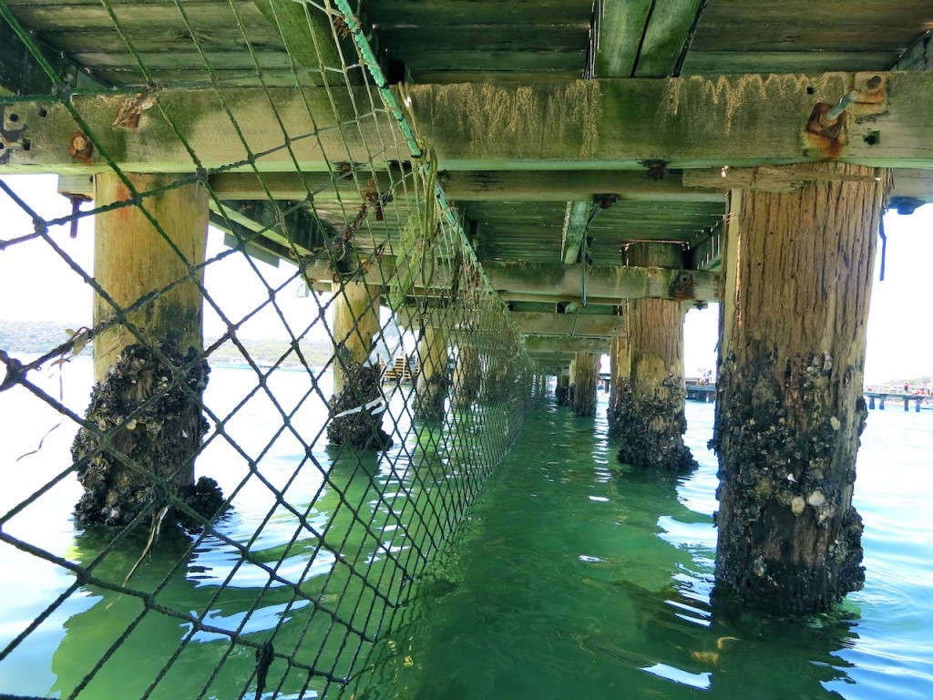 Under the pier at Balmoral Beach