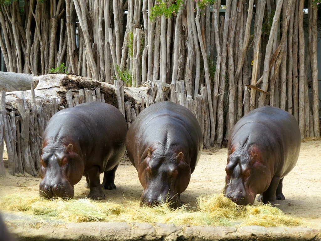 Hippos come out of the water for the Hippo talk at 3.45