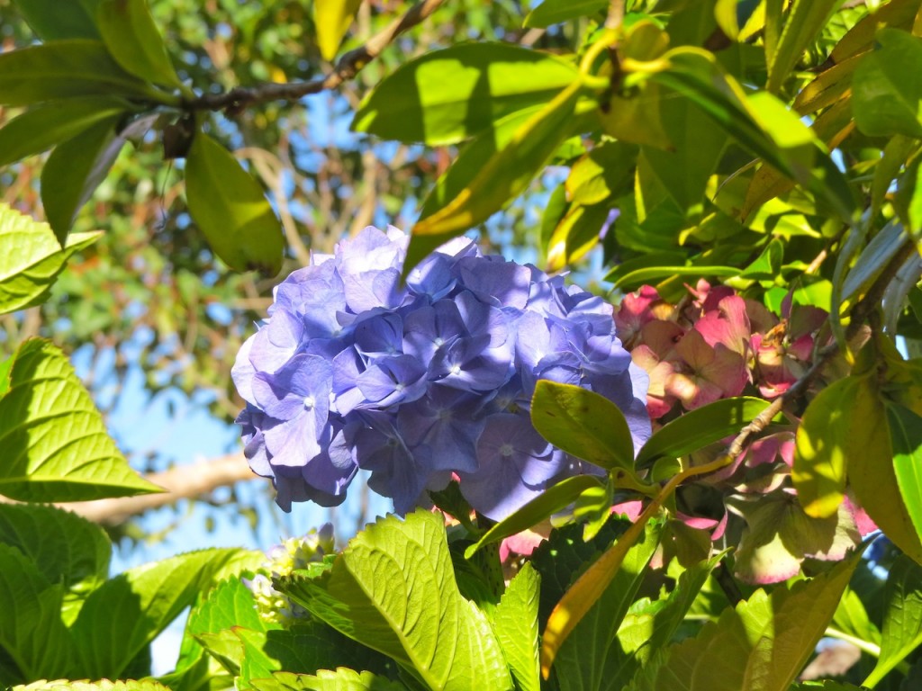 Dad's garden