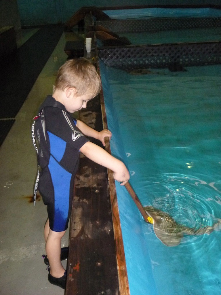 The Australian Shark and Ray Centre