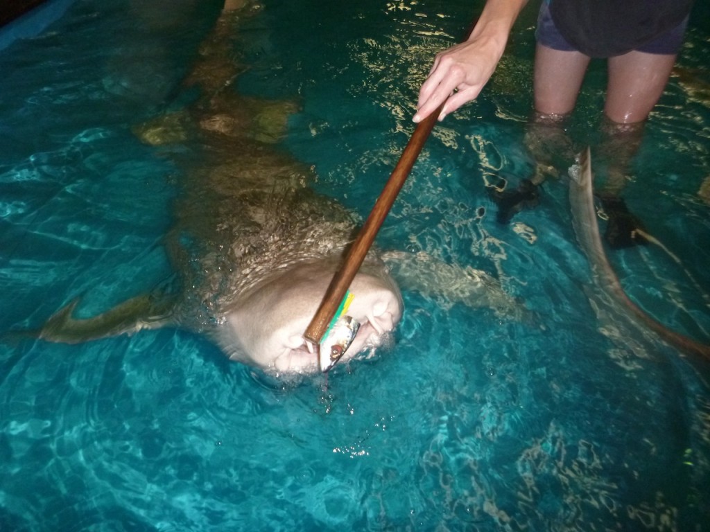 "Gigantaur" the Tawny Nurse Shark at The Australian Shark and Ray Centre