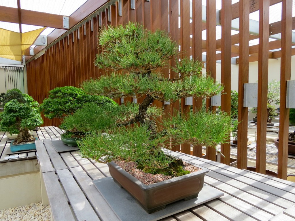 Bonsai at the National Arboretum