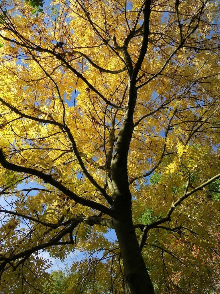 We found our autumn foliage