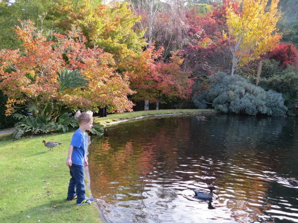 Bub 2 loved feeding the ducks at the Gardens of Tieve Tara