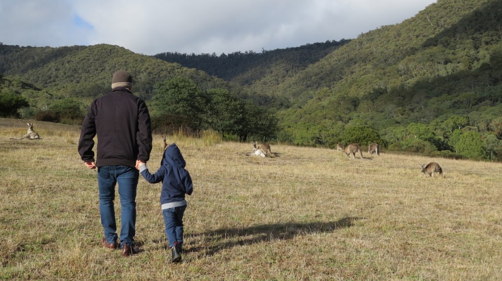 Exploring the Victorian Highlands and meeting a mob of kangaroos in the process