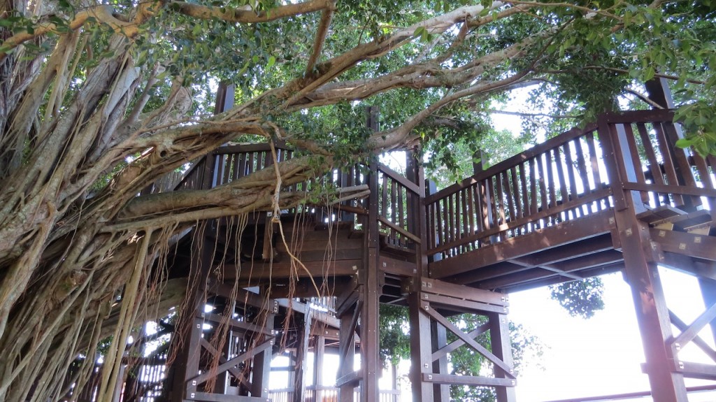 Figtree Playground Cairns