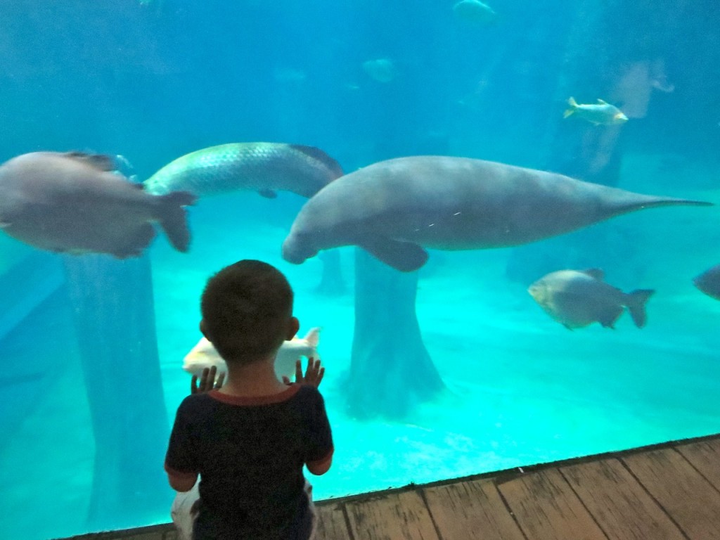 River Safari Singapore - meeting a manatee